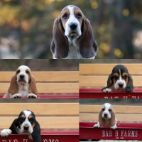 basset hound puppies for sale 