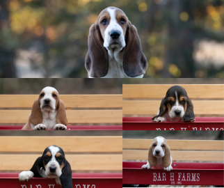 basset hound puppies for sale 