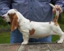 basset hound puppy for sale from bar h farms in missouri