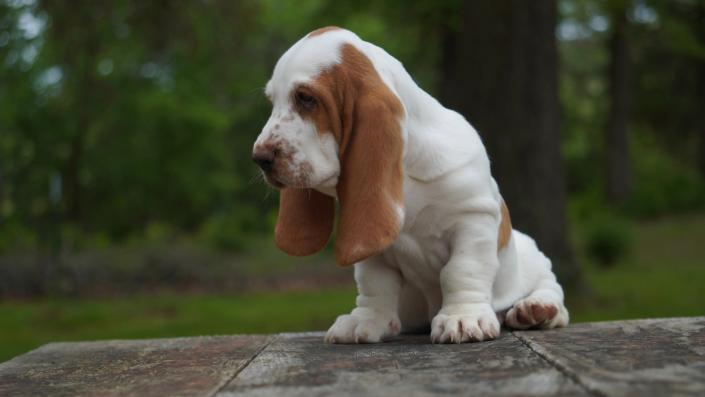 - Boy 1 European Basset Hound Puppy