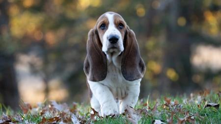 basset hound puppy for sale in missouri  