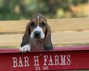 basset hound breeder in missouri bar h farms 