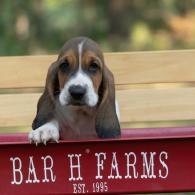 basset hound breeder in missouri