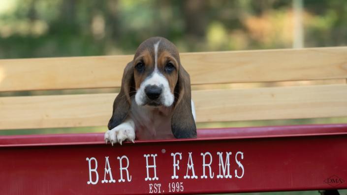 basset hound breeder in missouri bar h farms 