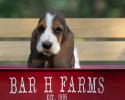 basset hound puppies for sale from bar h farms in missouri