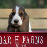 basset hound puppy