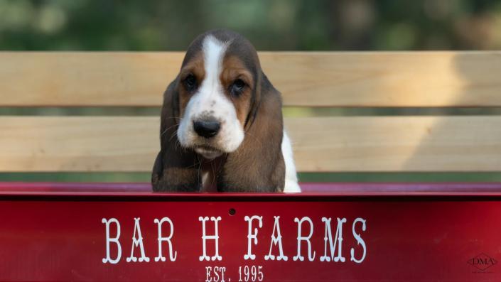 basset hound puppies for sale from bar h farms in missouri