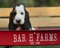 basset hound puppy for adoption 