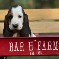 basset hound puppy in missouri