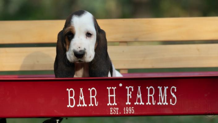 basset hound puppy for adoption 