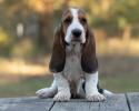 basset hound breeder in the midwest 