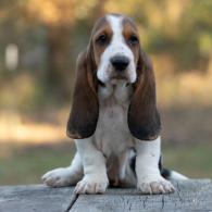 basset hound puppy for sale in missouri from bar h farms 