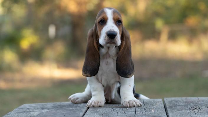 basset hound breeder in the midwest 