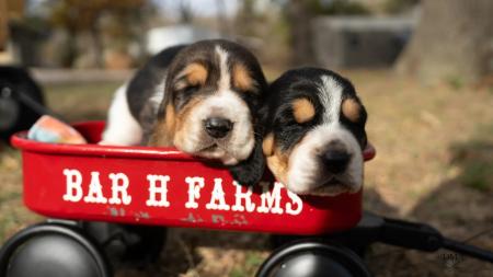 basset hound breeder in missouri bar h farms  