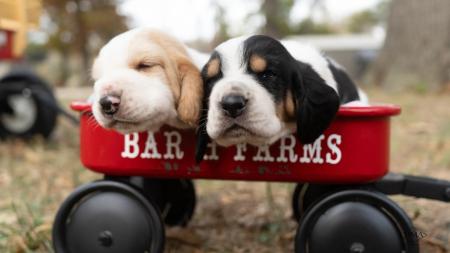 basset hound puppies from bar h farms in missouri 