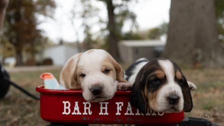 basset hound puppies from bar h farms in missouri  