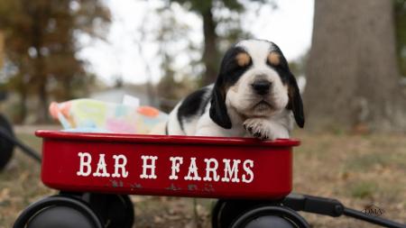 basset hound puppy for sale from bar h farms in missouri 