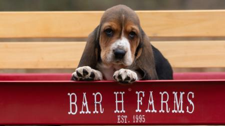 european basset hound puppies 