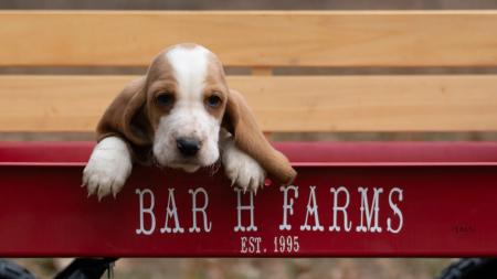 basset hound puppy from bar h farms in missouri 