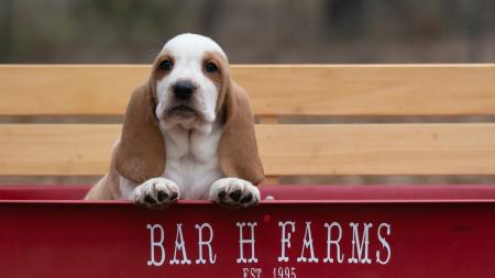 basset hound puppies for sale in missouri from bar h farms  