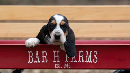 basset hound puppies from bar h farms  