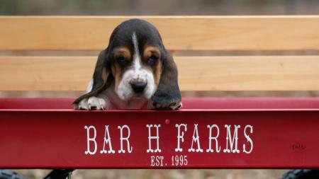 basset hound puppies for sale near missouri  