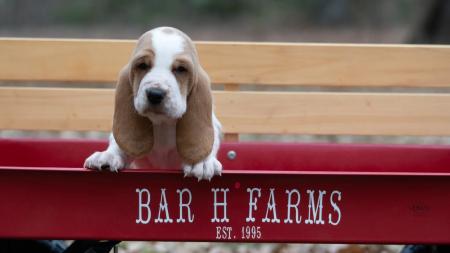 european basset hound puppy for sale  