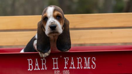 basset hound puppies for sale from bar h farms in missouri  