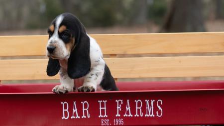 basset hound puppy available for adoption  