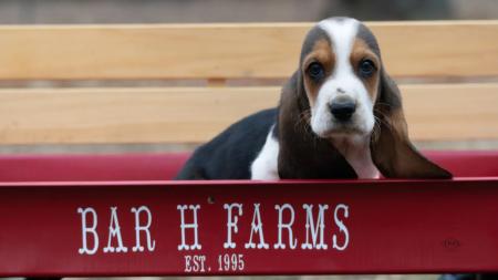 basset hound breeder in missouri 