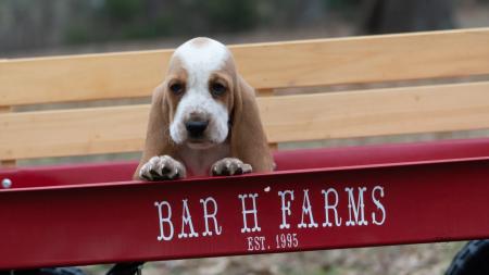 basset hound puppy for sale in missouri  