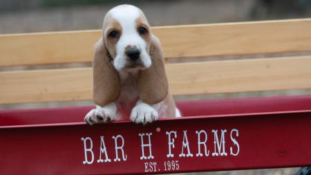 basset hound puppies available for adoption  