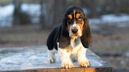 basset hound puppy for sale 