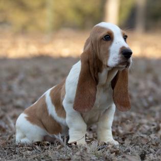 basset hound puppies available for adoption 