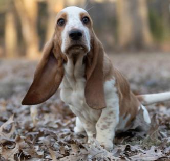 basset hound puppies for sale in missouri 