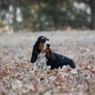 basset hound puppies for sale in missouri 