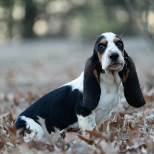 basset hound puppy 