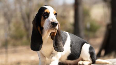 basset hound puppies for sale in missouri 