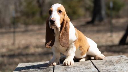 basset hound puppies for sale from bar h farms in missouri  