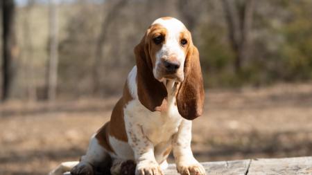 basset hound breeder in missouri  