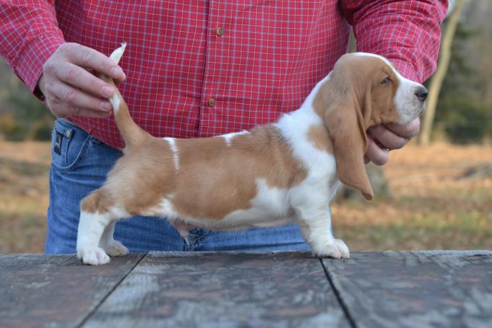 King sales basset hound