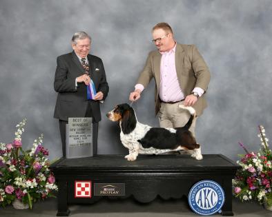 akc champion basset hound in missouri  